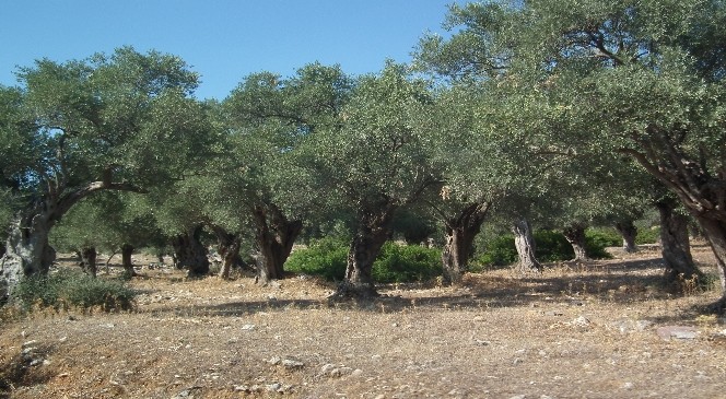 Bosnalı; ”Zeytin üreticisi tedirgin”