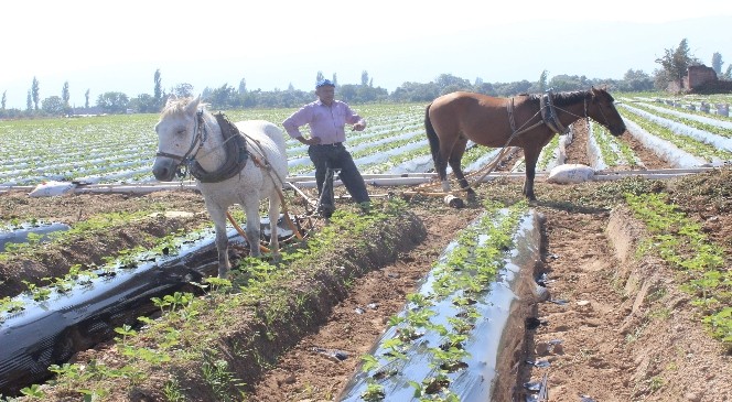 Efeler Ziraat Odasından çiftçilere uyarı