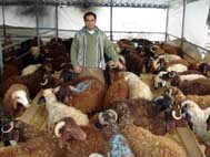 Kurbanlık pazarında hareket başladı