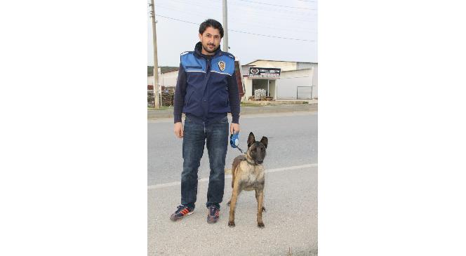 Narkotik köpekleri Didim'de görev başında
