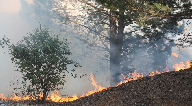 Kış ortasında orman yangını