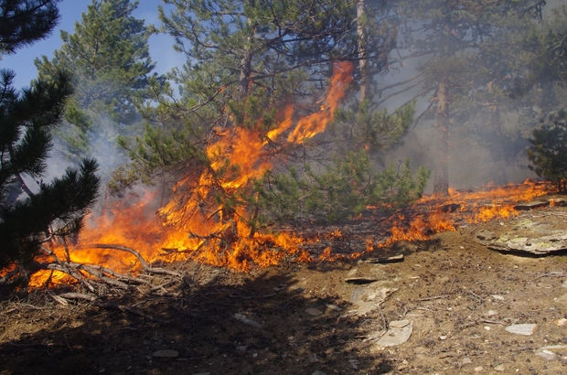 KARINCALI DAĞI'NDA 15 HEKTAR ÇAM ORMANI KÜL OLDU