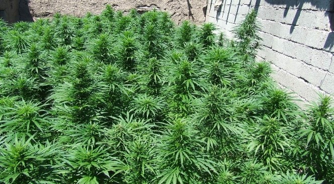 Yasa dışı ekim operasyonu