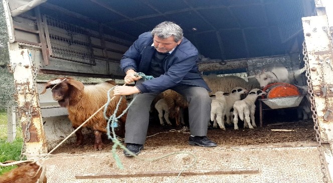 Hayvan hırsızı zeytin tarlasında uyurken yakalandı