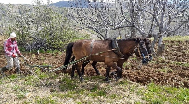 Aydın'da bağ ve bahçeler  bakıma alındı