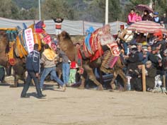 Sezonun son deve güreşi yarın yapılacak