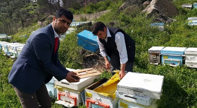 Kabızlık sorunu bu defa Türk arılarını vurdu