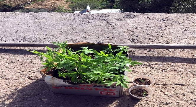 Saksıda kenevir yetiştirdi