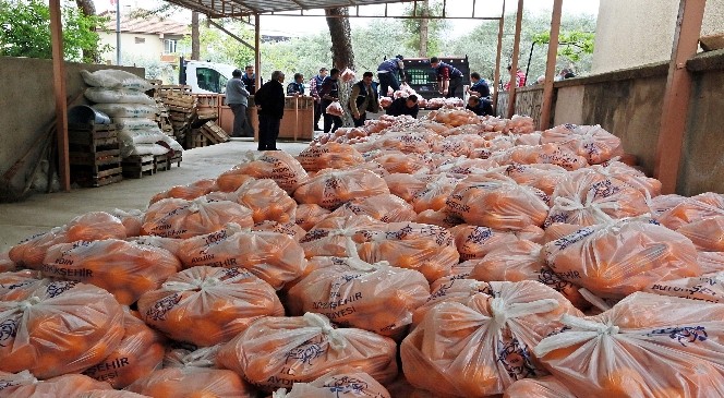 Çerçioğlu üreticiye destek için 35 ton portakal satın aldı