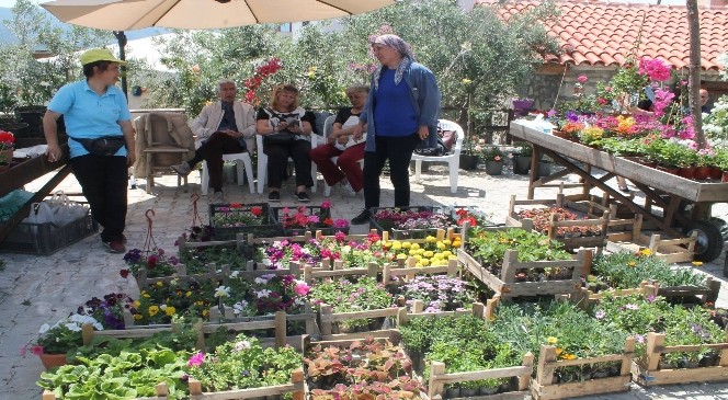 Caferli'de Çiçek Şenliği coşkusu