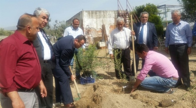 Aydın'da zeytin yetiştiriciliğinde ilk damızlık anaçlık kuruldu