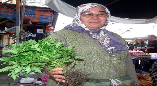 Kendi tohumlarından fide üretiyor