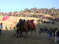 2007 yılının son deve güreşine Bağarası ev sahipliği yaptı