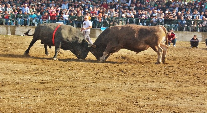 Boğa güreşlerini izlemek için binlerce kişi arenayı doldurdu