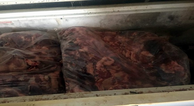Aydın'da 5 ton kaçak domuz eti ele geçirildi