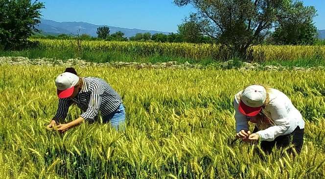 Sertifikalı buğday tohumu için tarla kontrolleri başladı