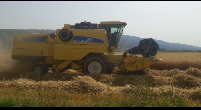 Aydın'da buğday hasadı başladı üretici verimden memnun