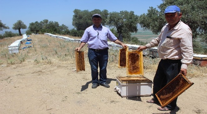 Aşırı sıcaklar nedeniyle arılar felç oldu