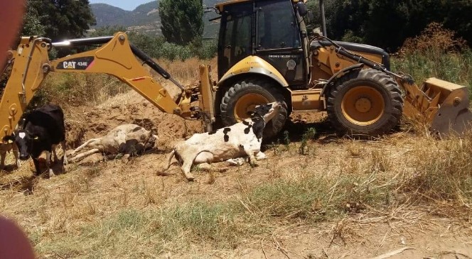 Çiçek hastalığı perişan etti