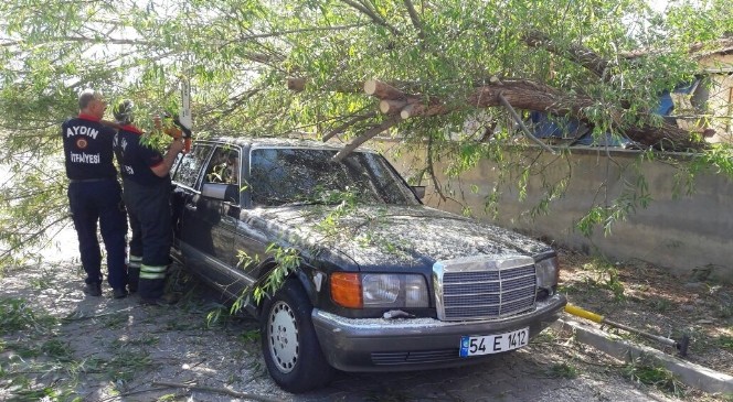 Lüks otomobilin üzerine ağaç devrildi