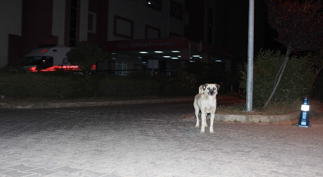 Aydın’da sokak köpekleri korku salmaya başladı