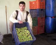 Rekolte ve fiyat düşüklüğü zeytin üreticisini üzdü
