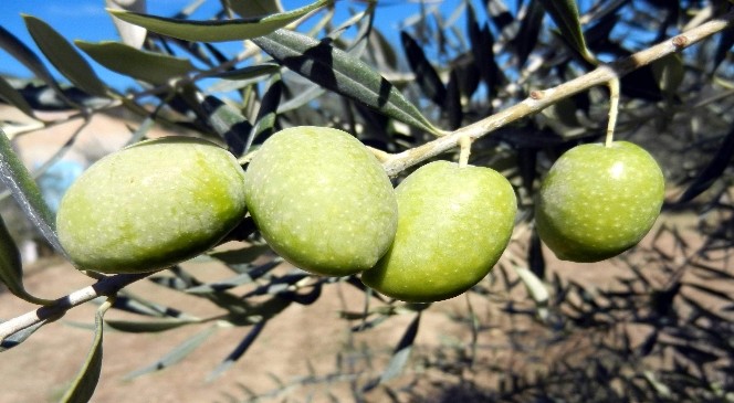 Efeler Ziraat Odası, zeytincilikte yaşanan sorunları belirledi