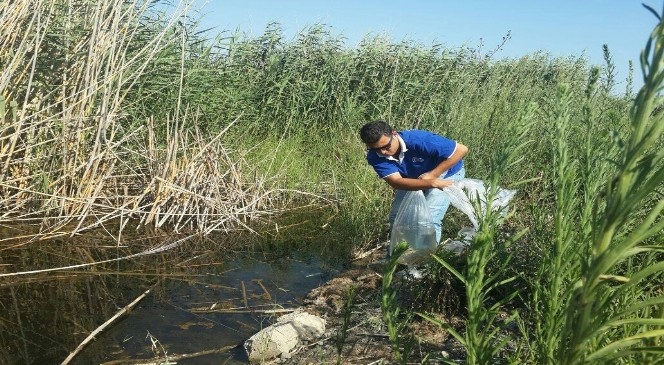 Söke’de Azap Gölü ve azmaklara 65 bin yavru sazan bırakıldı