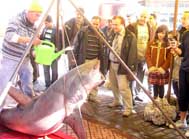 Yarım tonluk köpekbalığı vatandaşların ilgi odağı oldu