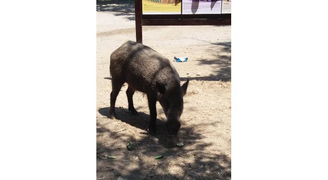 Domuzlar sahilde sürüyle dolaşmaya başladı