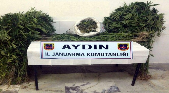 12 kilo esrar ve 483 kök kenevir ele geçirildi