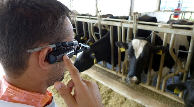 Hayvancılık sektöründeki zararlar akıllı gözlüklerle tespit edilecek