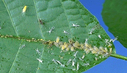 Ziraat Odası’ndan pamuk üreticilerine uyarı