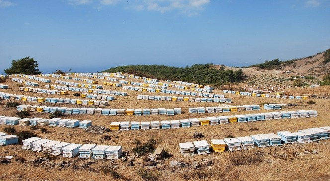 Arılar bal ve oğul verimini kesti