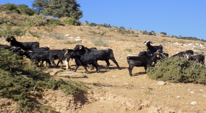 Kurban öncesi Karacasulu çobanları işsizlik korkusu sardı