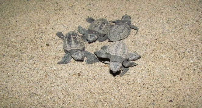 49 adet yavru caretta caretta denizle buluştu