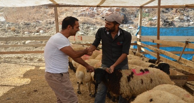 Kuşadası’nda Kurban Bayramı hazırlıkları tamamlandı