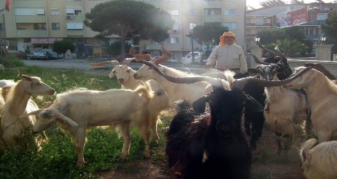 Sahil kesimlerinde kurbanlıklar elde kaldı