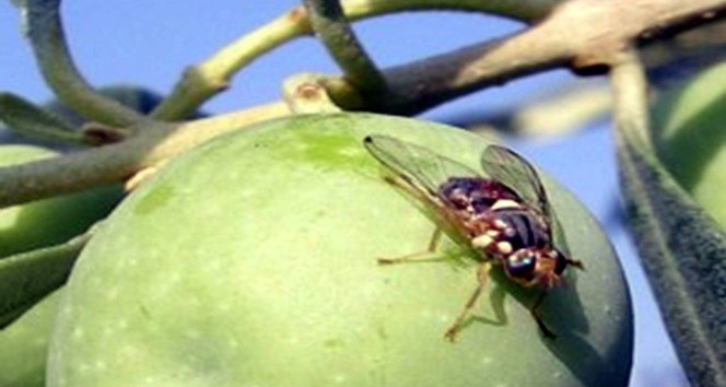 Zeytin sineği zararlısına karşı ilaçlama zamanı