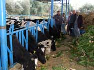 Aydın köyleri, kalkınmanın kooperatifleşmeden geçtiğinin geç de olsa far