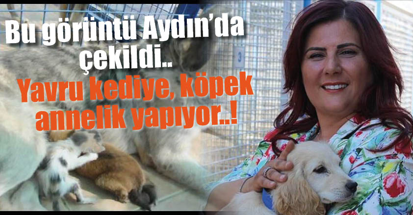 YAVRU KEDİYE KÖPEK ANNELİK YAPIYOR