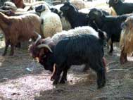 Aydında hayvan hırsızlığı