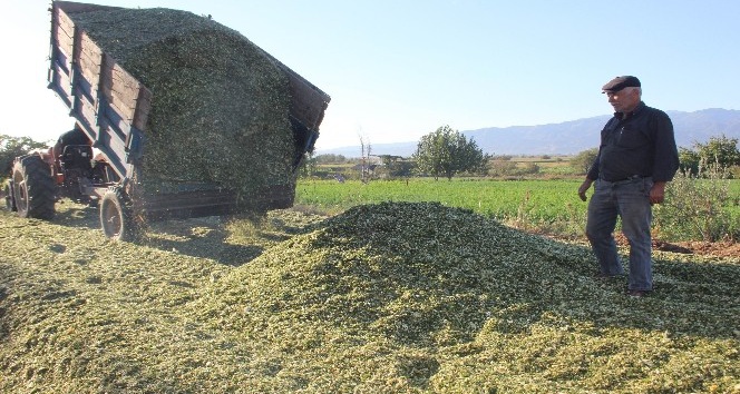 Aydın’daki yetiştiriciler slaja yöneldi, il genelinde slaj telaşı başladı