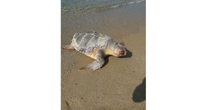 Kuşadası’nda sahile caretta caretta ölüsü vurdu