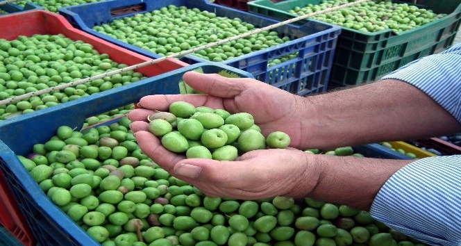 Aydın’da kırma zeytin hasadı başladı