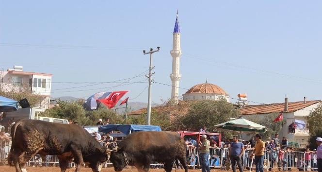 Aydın’da boğalar kıran kırana güreşti