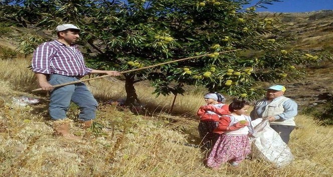 Aydın’da kestane hasadı başladı