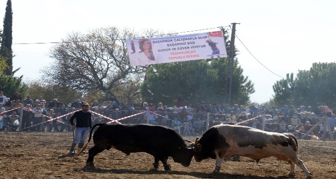 Aydın’da sezonun son boğa güreşleri büyük ilgi gördü