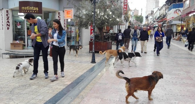 Aydın’da sokak köpekleri korkutmaya başladı