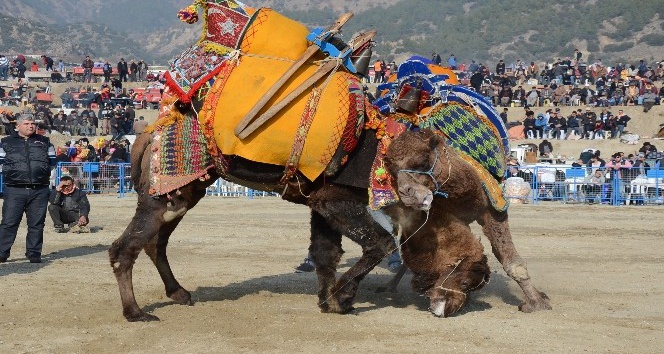 Buharkent deve güreşi festivaline hazır